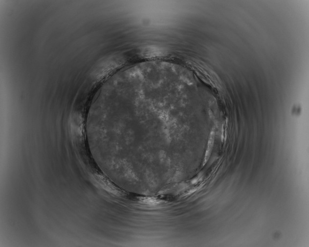 X0000099570380200806061609