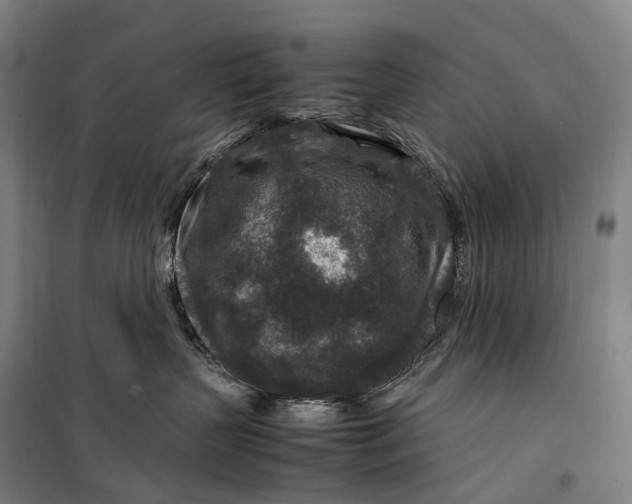 X0000099570383200806061609