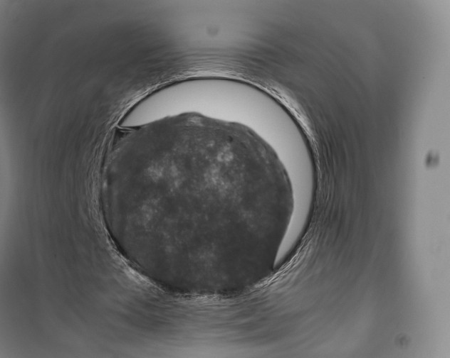 X0000099570385200806061608