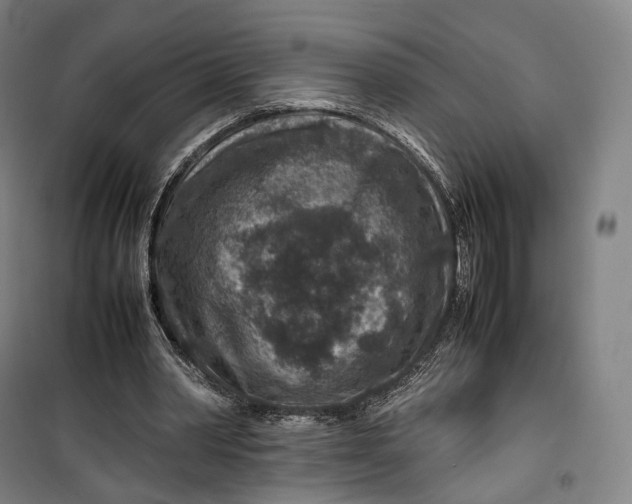 X0000099570390200806061608