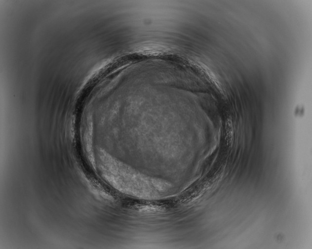 X0000099570400200806061608
