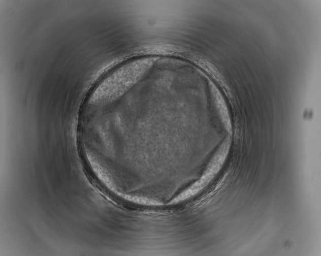 X0000099570434200806061606