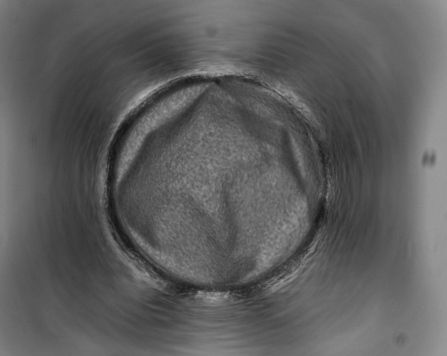 X0000099570440200806061607