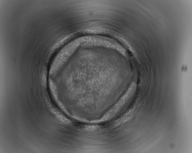 X0000099570446200806061607