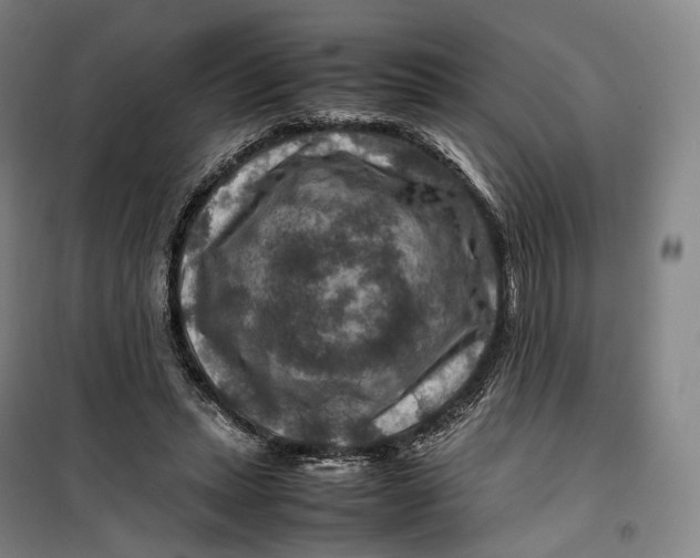 X0000099570447200806061607