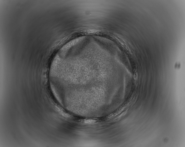 X0000099570462200806061607