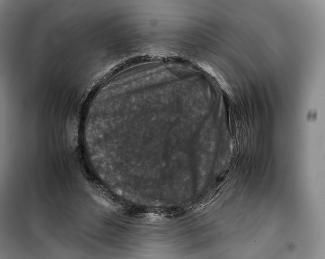 X0000099570496200806061606