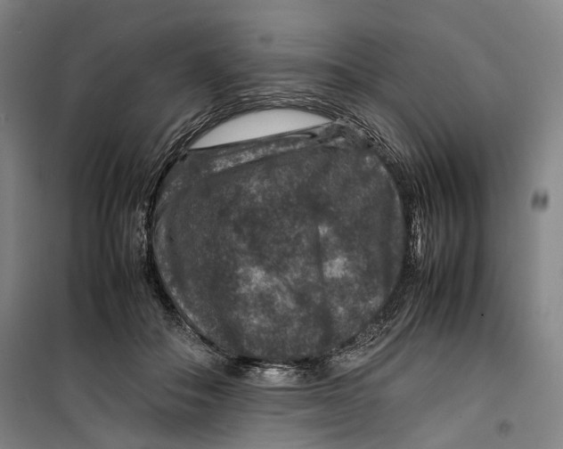 X0000099570506200806061606