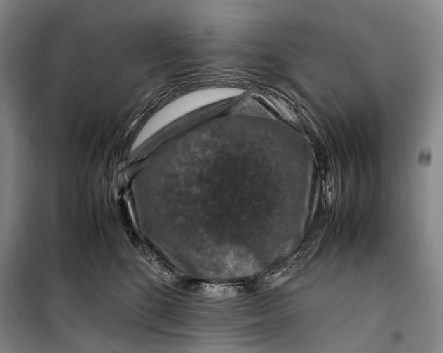 X0000099570520200806061606