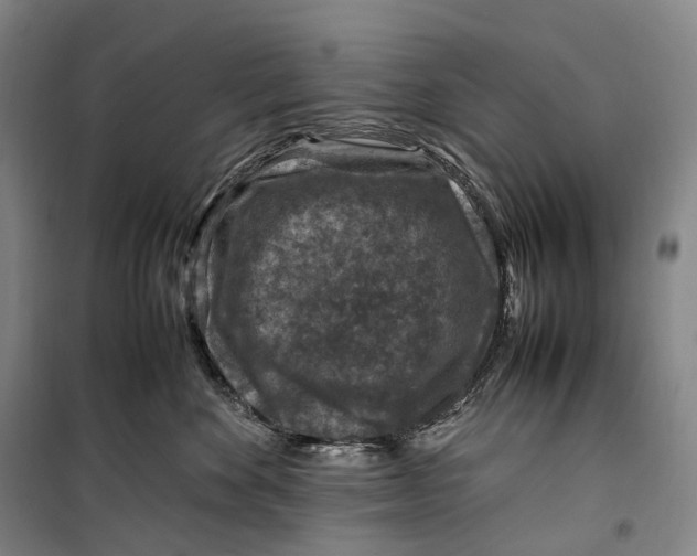 X0000099570524200806061606