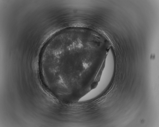 X0000099570531200806061605