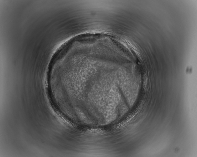 X0000099570536200806061605