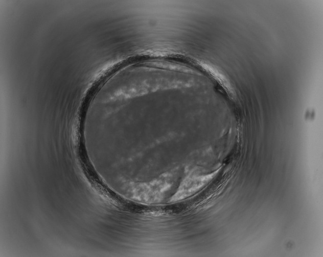 X0000099570540200806061605