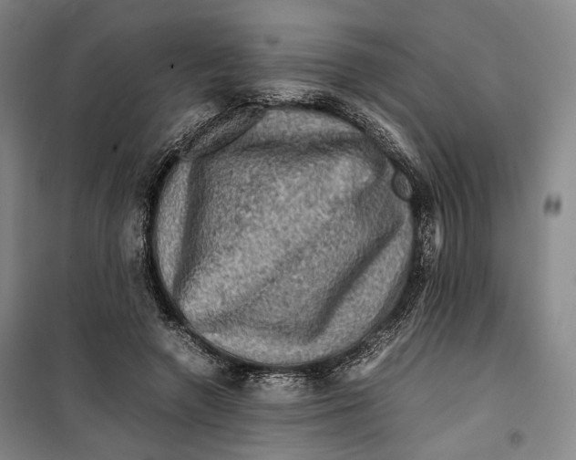 X0000099570546200806061605