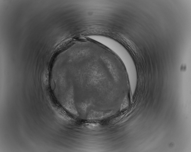 X0000099570552200806061605