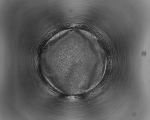X0000099570558200806061605