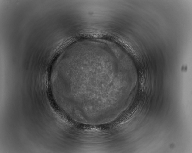 X0000099570594200806061605