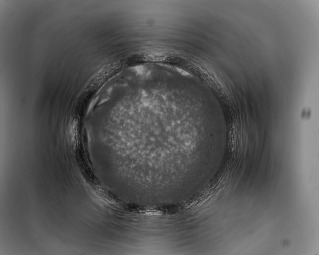 X0000099570598200806061605