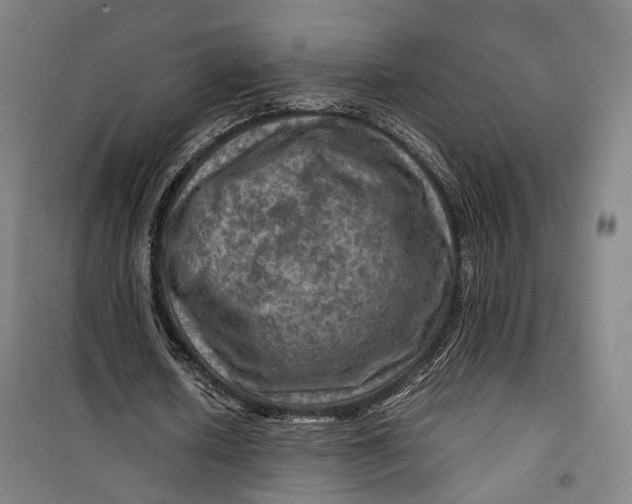X0000099570626200806061603