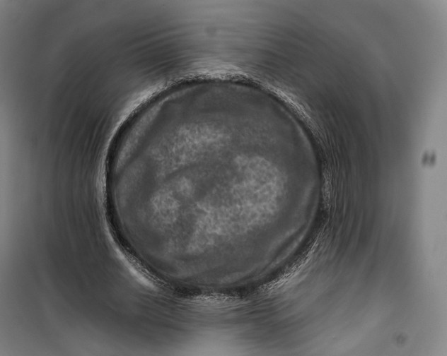 X0000099570630200806061604