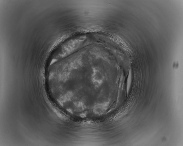 X0000099570634200806061604