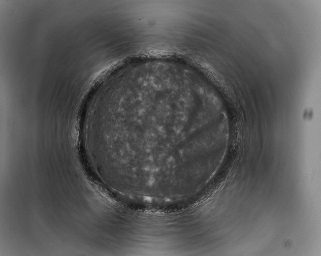 X0000099570640200806061604