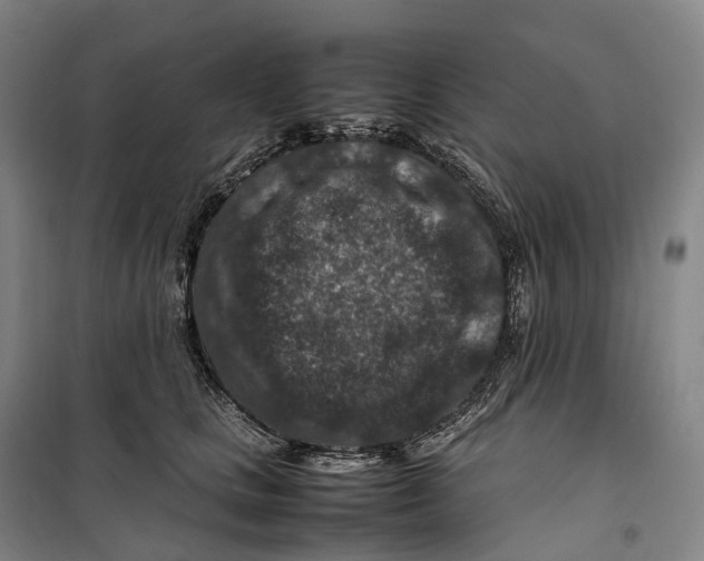 X0000099570661200806061604