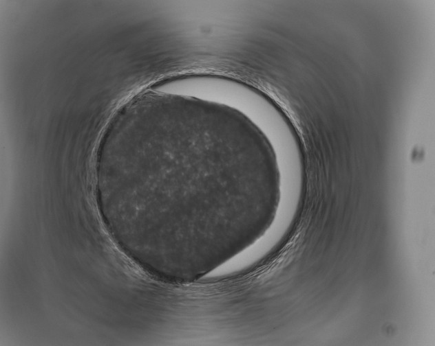 X0000099570673200806061603