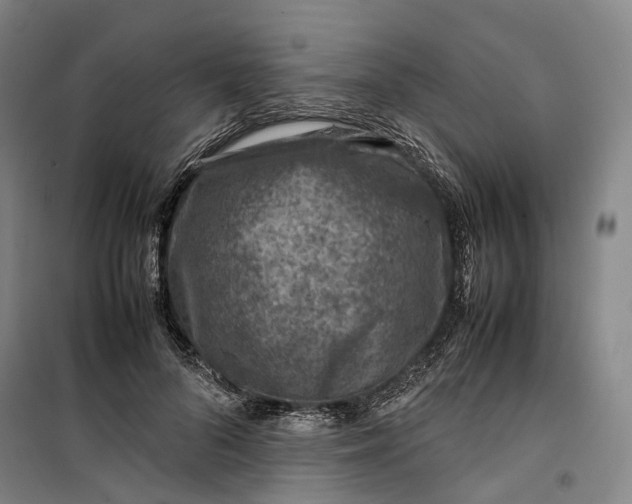 X0000099570696200806061603