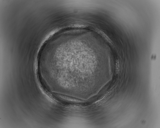 X0000099570726200806061602