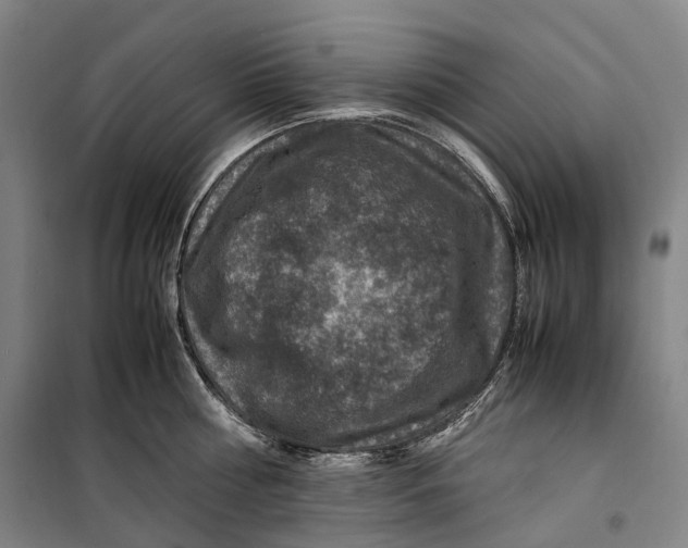 X0000099570810200806061601