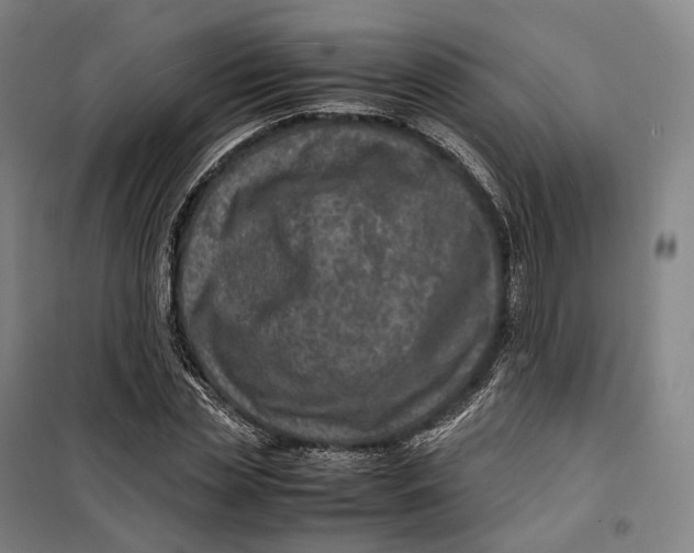 X0000099570829200806061601