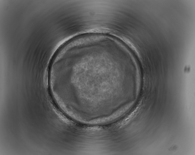 X0000099570838200806061601
