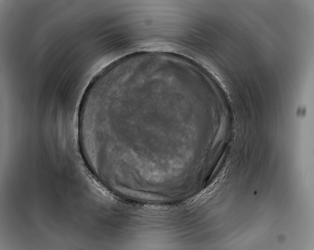 X0000099570840200806061601