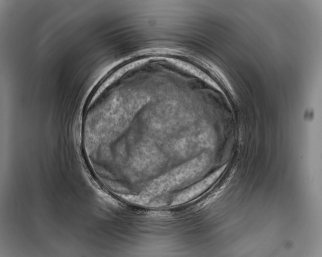 X0000099570844200806061601