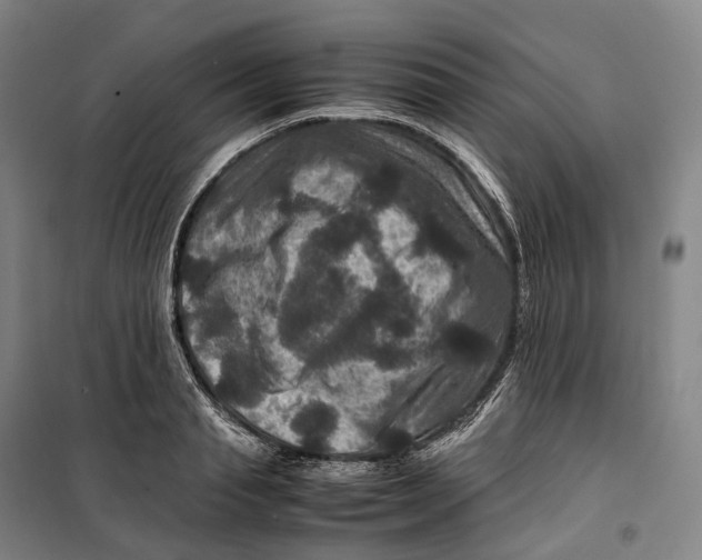X0000099570845200806061601