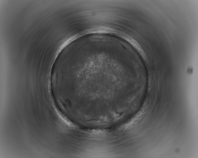 X0000099570850200806061601