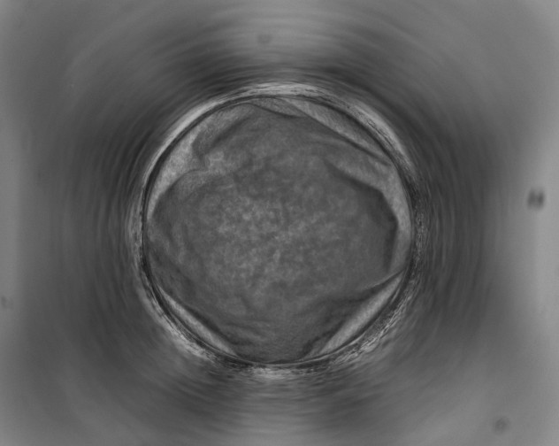 X0000099570852200806061601