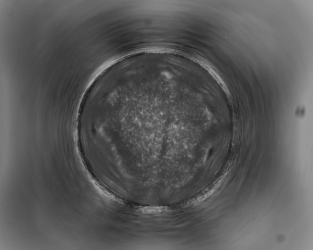 X0000099570853200806061601