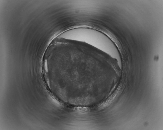 X0000099570858200806061601