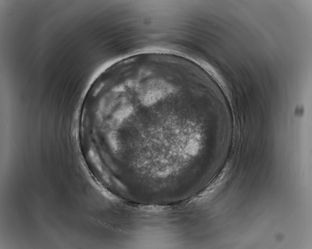 X0000099570862200806061601