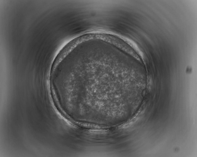 X0000099570863200806061601