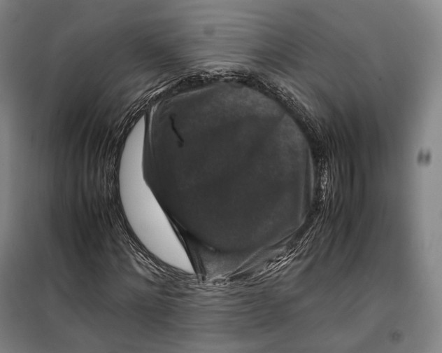 X0000099570868200806061601