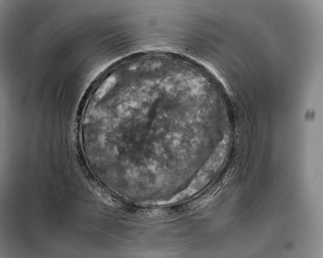 X0000099570879200806061600
