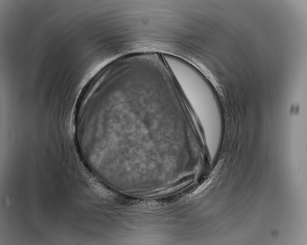 X0000099570885200806061600