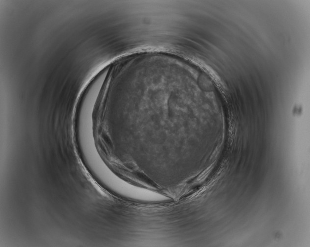X0000099570894200806061600