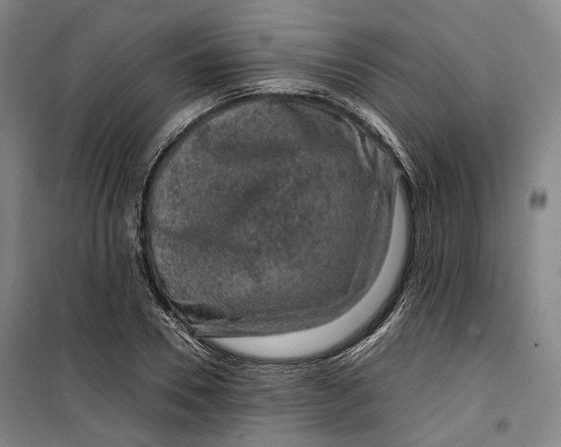 X0000099570930200806061559