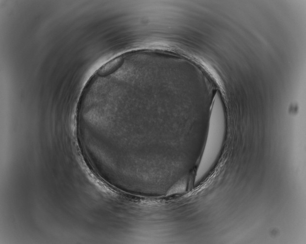 X0000099570944200806061600