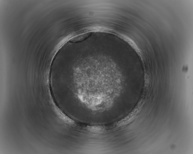 X0000099570946200806061600