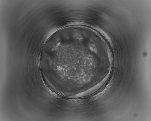 X0000099570953200806061600